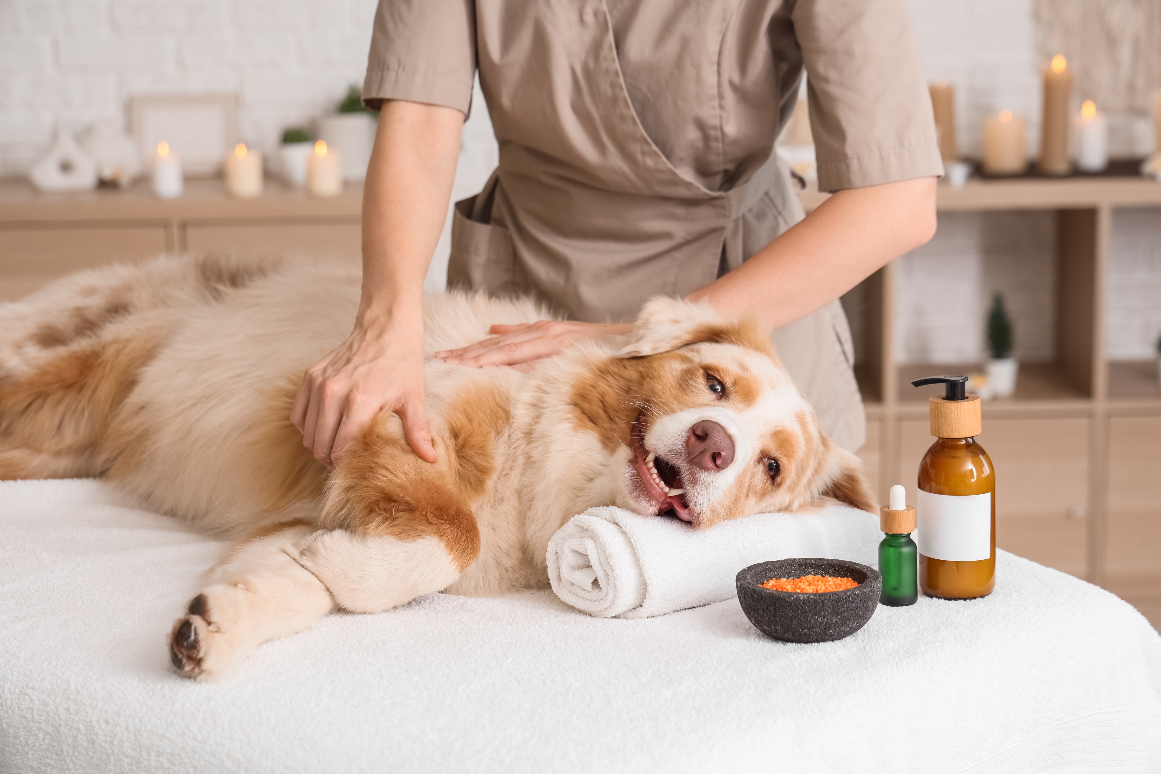 Teaser-Wellnessurlaub mit Hund