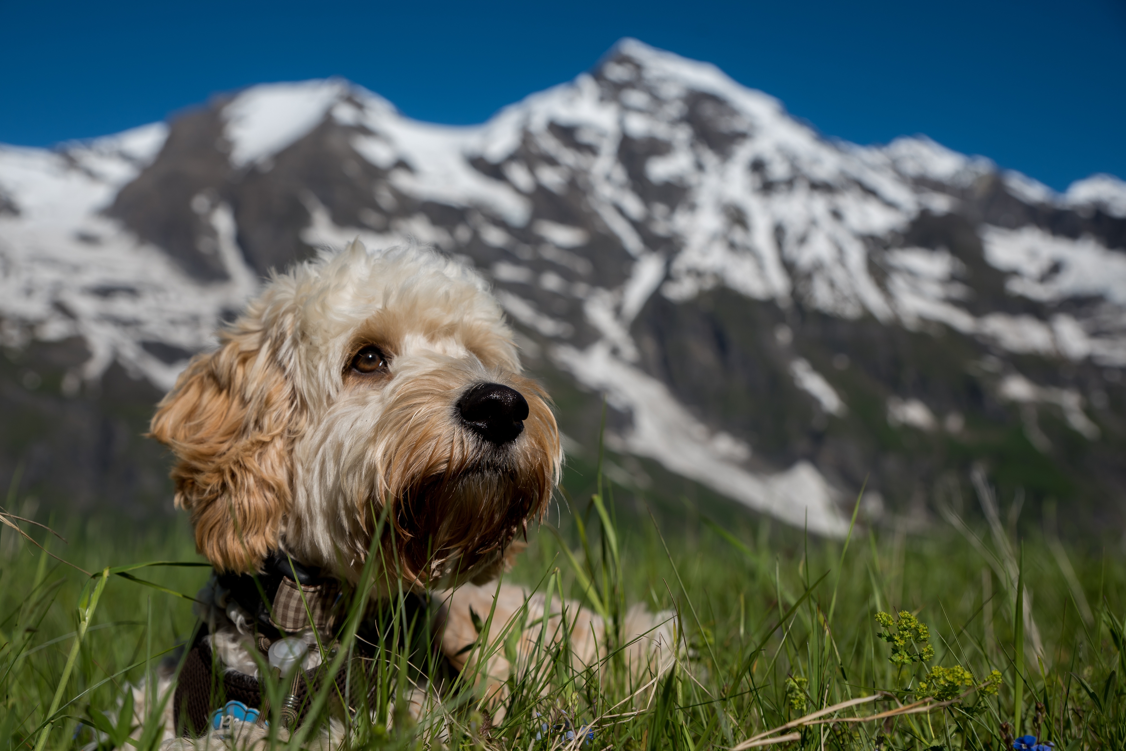 Österreich: Almsprung mit Hund