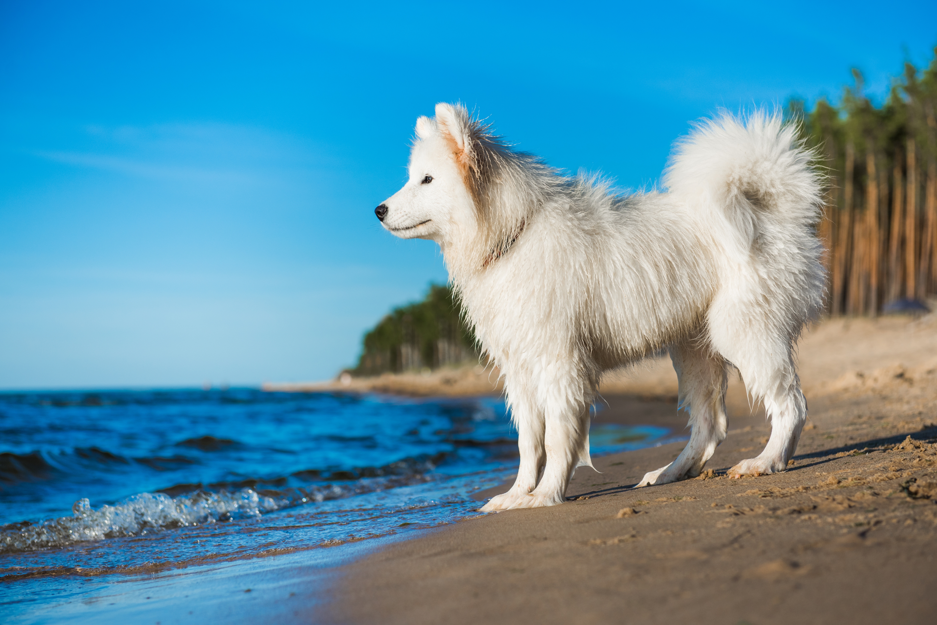 Ostsee: Badeurlaub mit dem Hund