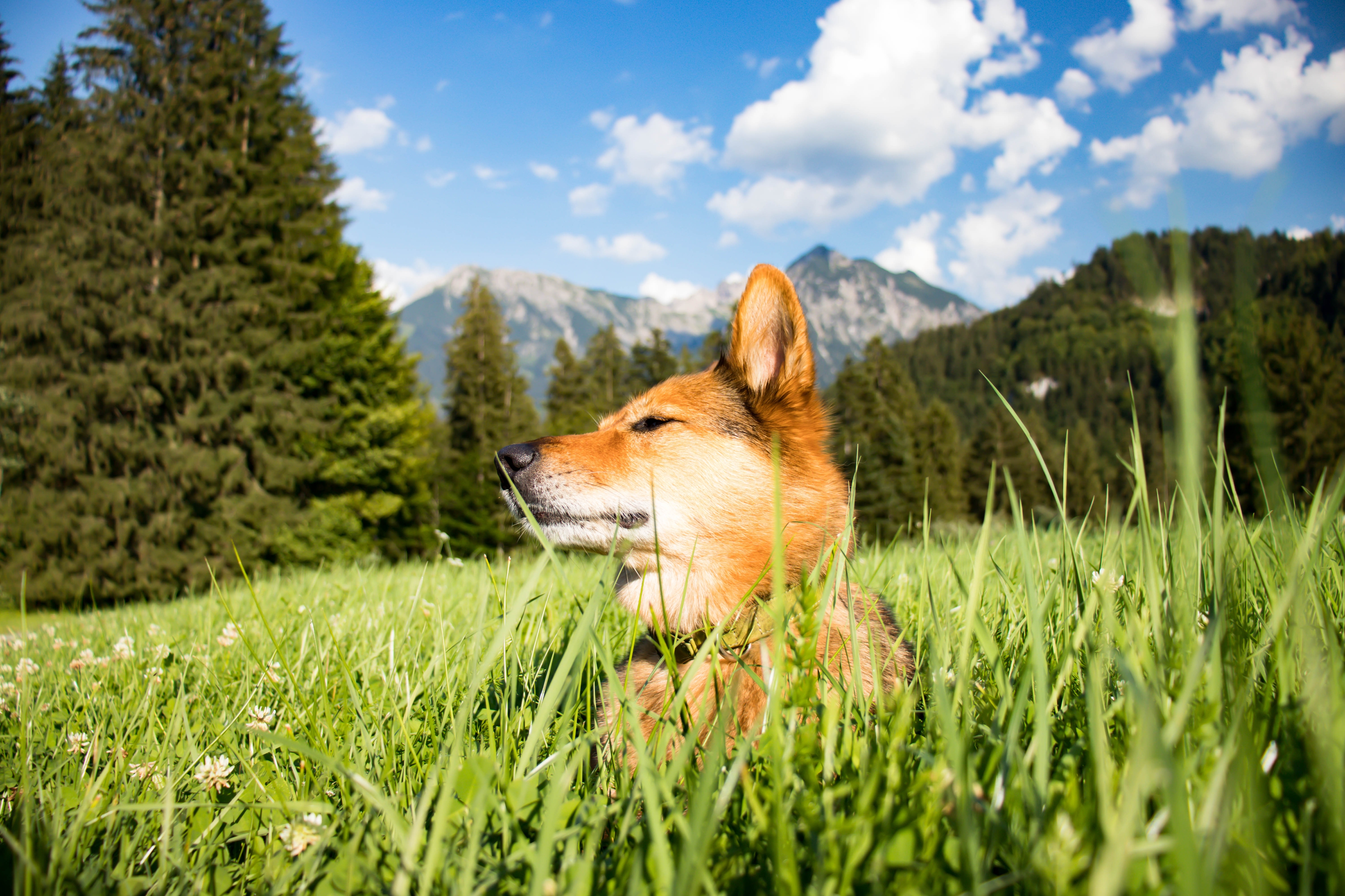 Bayern: Alpenglück mit dem Hund