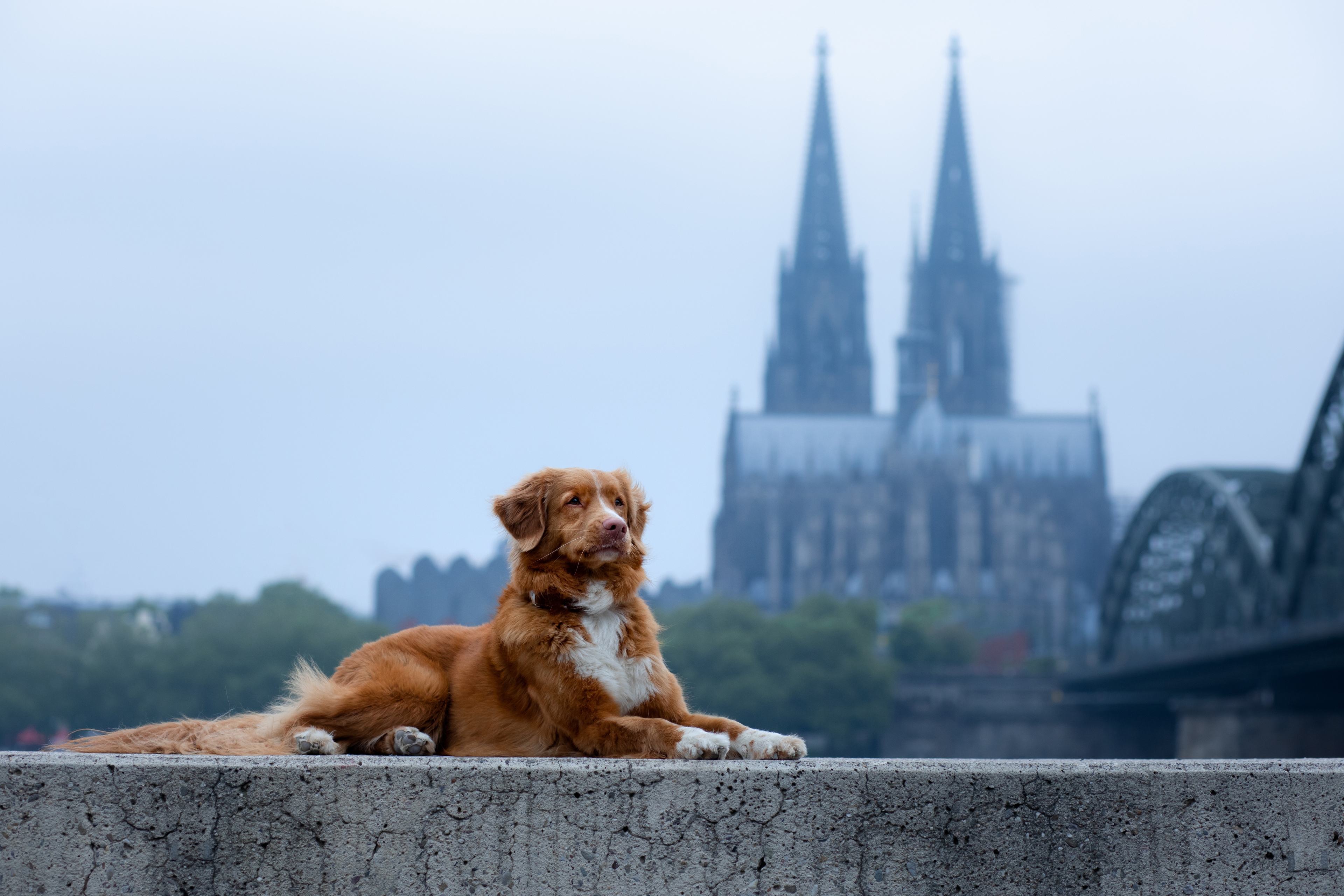 Köln