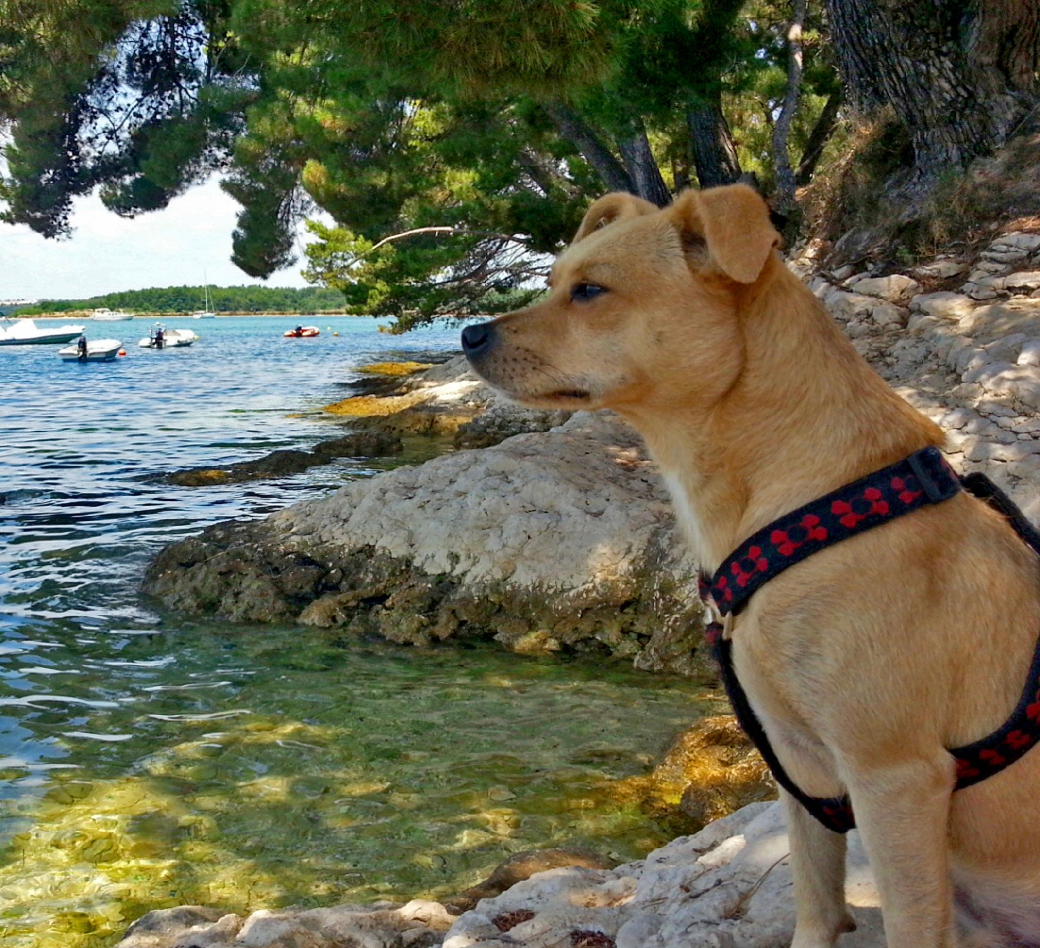Istrien: Kroatien für Schnauzen