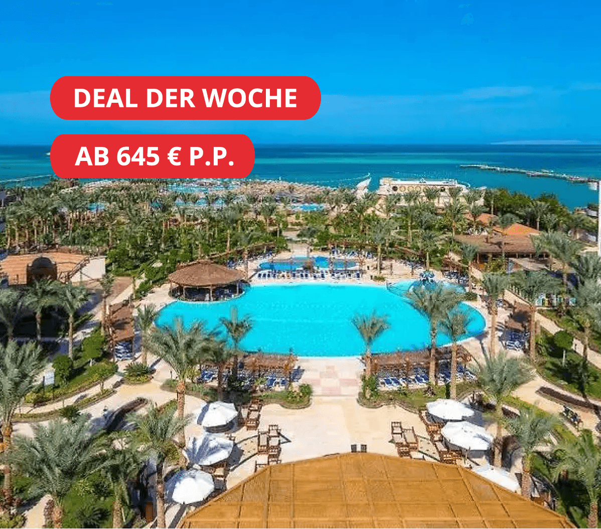 Deal Der Woche Sunrise Azalea
