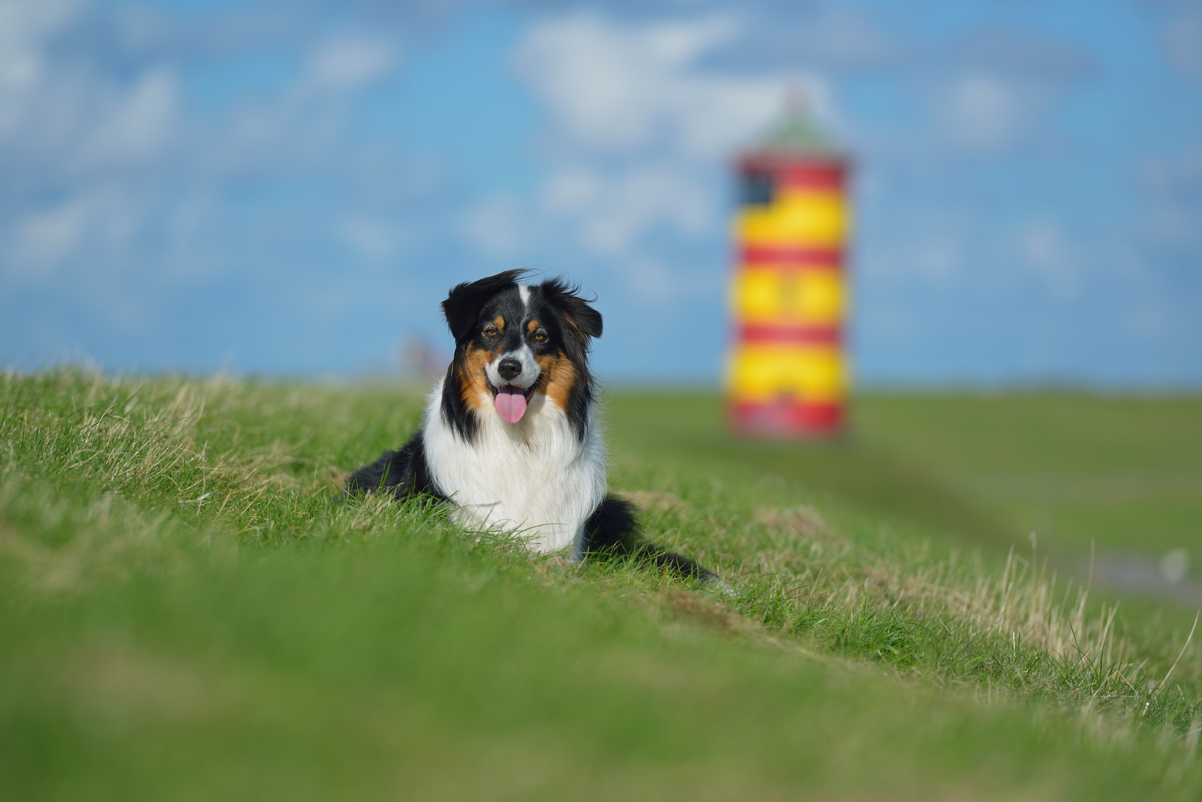 Nordsee: Pfotenspaß im Watt