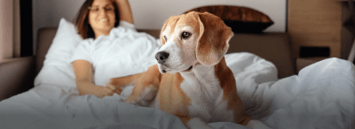 Teaser-Hundehotels