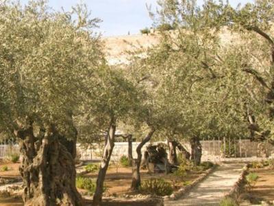 Mount of Olives Hotel - Bild 4